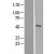 Western Blot: MMP1 Lysate [NBL1-13149] - Western Blot experiments. 
Left-Control; Right -Over-expression Lysate for MMP1